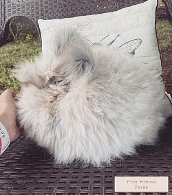 English Angora (Blue Tort)