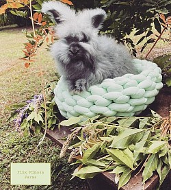 English Angora (Black)