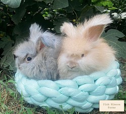 English Angora ( Chestnut, Fox)