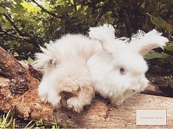 English Angora (Chocolate, Chocolate Magpie)