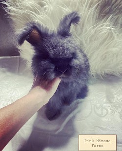 English Angora (Black)