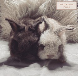 English Angora (Chocolate, Chocolate Chin