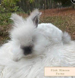 English Angora (Pearl, Sable)