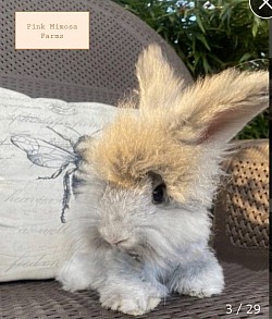 Angora bunny( Blue Chin)