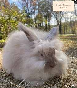 Angora bunny ( Blue Harli)