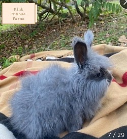 English Angora (Black)