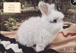 English Angora (Chocolate Chin)