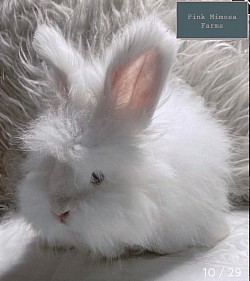 English Angora (Ermine)