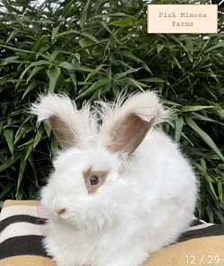 English Angora (Broken Blue Tort )