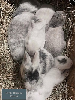 English Angora (Magpie, Sable, Broken Magpie, Pearl)