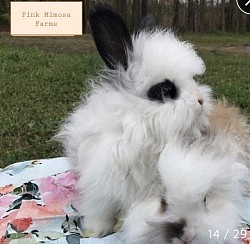 English Angora ( Broken Black , Broken Tort )