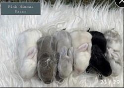 English Angora (Ermine,Blue,Lilac,Ermine,Black, Sable Magpie)