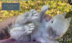 English Angora (Sable)