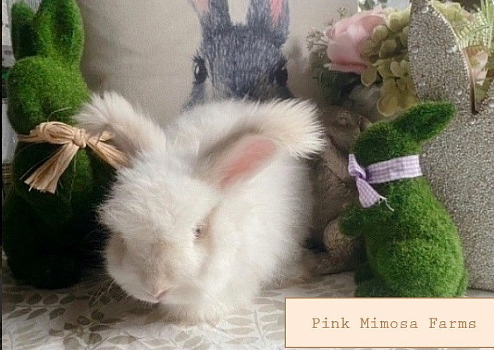 English Angora (Pearl Lilac)