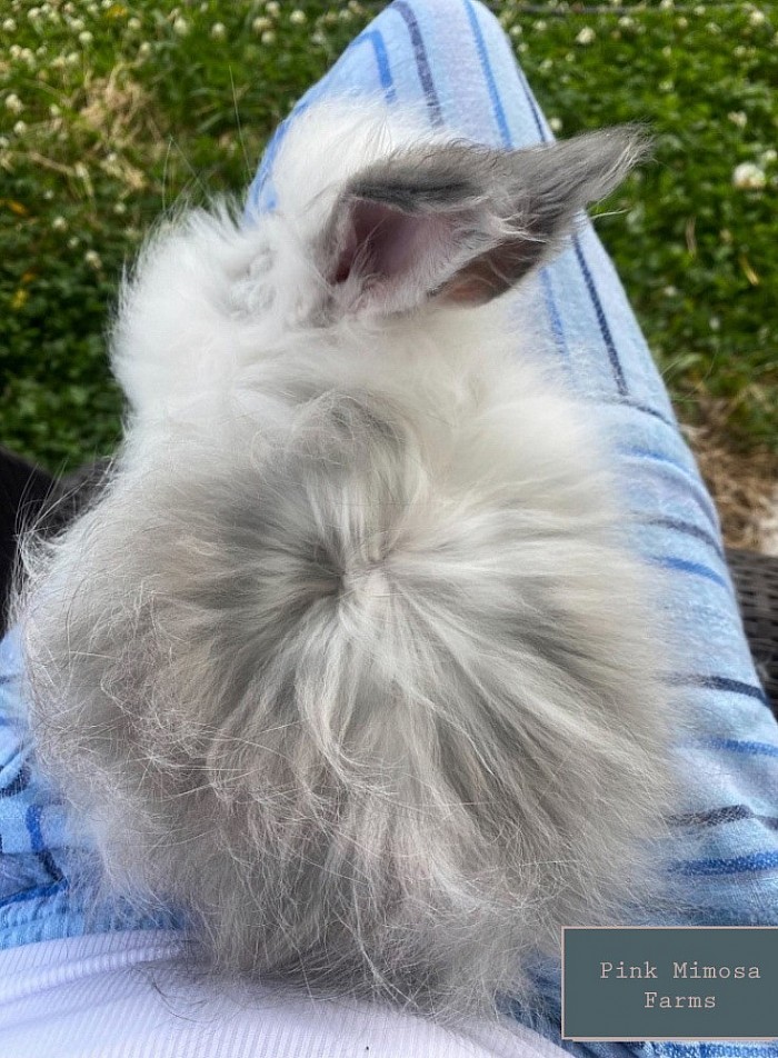 English Angora Bunny(Broken Opal)