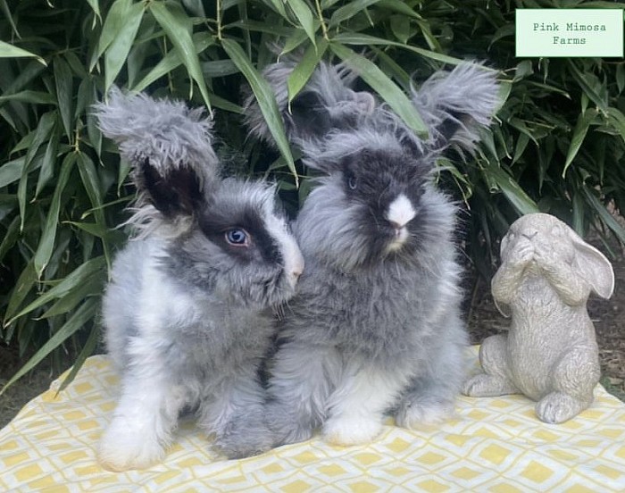 English Angora ( Black , Vienna Marked )
