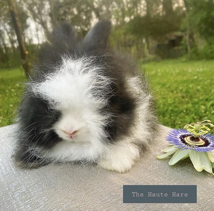 Progress picture of our amazing Vienna Marked Black keeper bunny