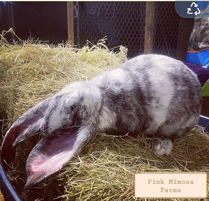 English Lop (Magpie)