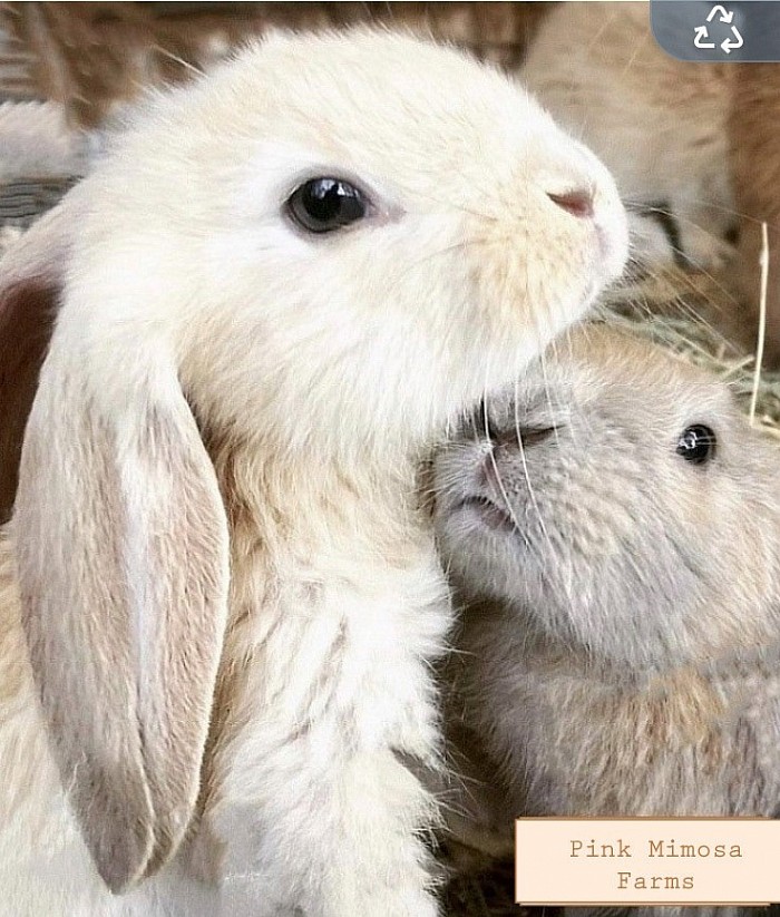 English lop (Cream , Tort)