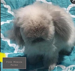 Sable Teddy-Widder rabbit