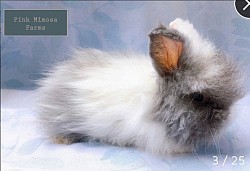 Sable Magpie Teddy Widder/ Lambkin