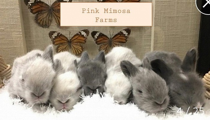 Sable , Sable , Blue, Sable , Blue , Vienna Marked Blue Lambkin/ Teddy Widder bunny