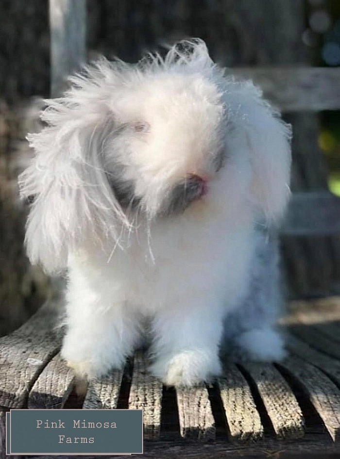 Blue Magpie Lambkin bunny