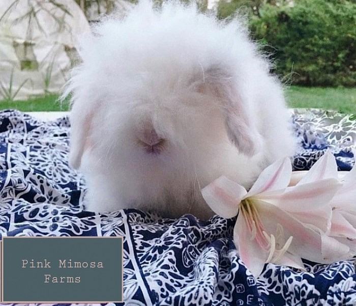 Sable Magpie Teddy Widder /Lambkin bunny
