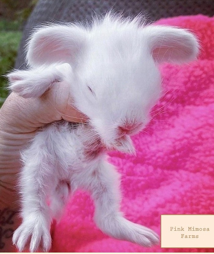 REW Lambkin Bunny