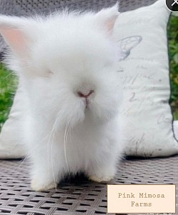Pointed Blue Teddy Widder Bunny