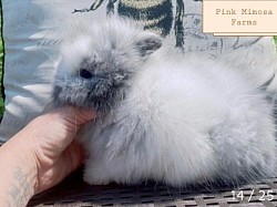 Blue Magpie Teddy Widder Bunny