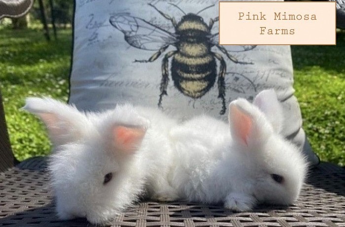 REW Lambkin Bunny