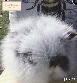 Broken Blue Teddy Widder Bunny