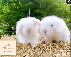 REW Teddy Widder Bunnies