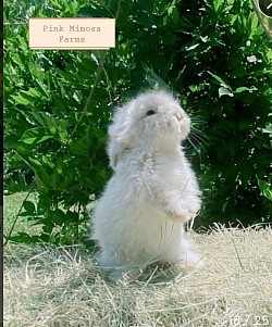 Sable Teddy Widder/lambkin Bunny