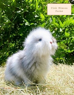 Blue Magpie ( Vienna Carrier)Teddy /Widder Lambkin bunny