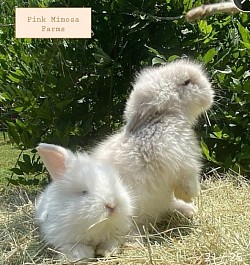 BEW and Sable Teddy Widder/Lambkin bunnies