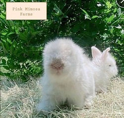 Sable and BEW Teddy Widder/Lambkin bunnies