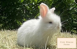 BEW Teddy Widder/Lambkin Bunny