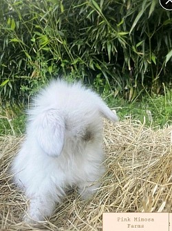 Sable Teddy Widder/Lambkin bunny