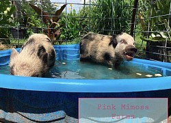 Juliana Pig