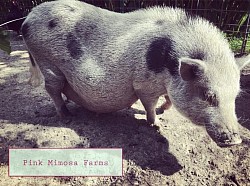 Juliana Pig