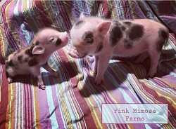 Juliana Pig