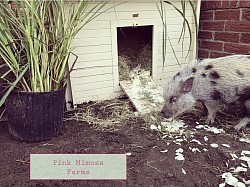 Juliana pig