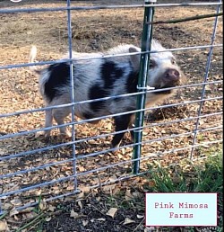 Juliana Pigs
