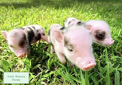 Juliana Pigs