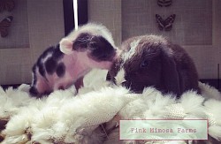 Juliana pig