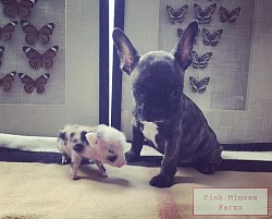 Juliana pig