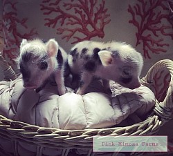 Juliana pig