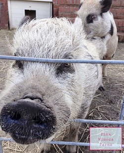 Juliana pig